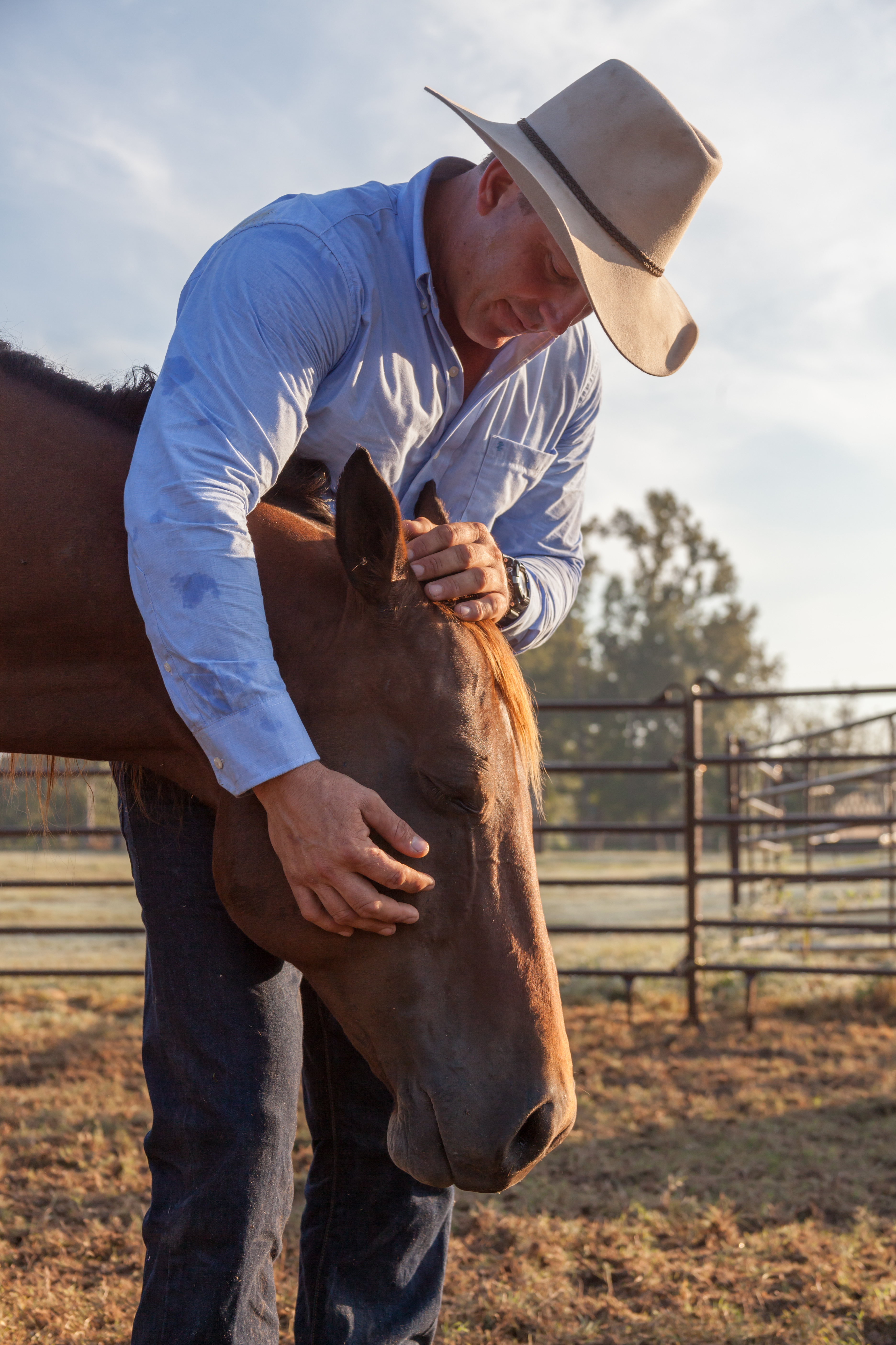 Horse Panels Guy Mclean 02.jpg